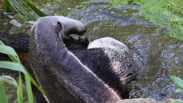 zoological park in France: a tapir is splashing the water around him