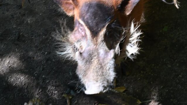 zoological park in France: head of a facochere, with white and brown fur