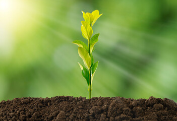 Close up photo of plant growing from soil with sun ray and light beam with green background....