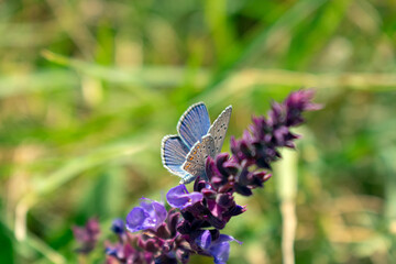 butterfly on a flower