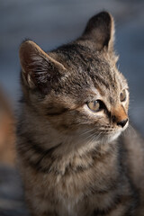 生後間もないcat