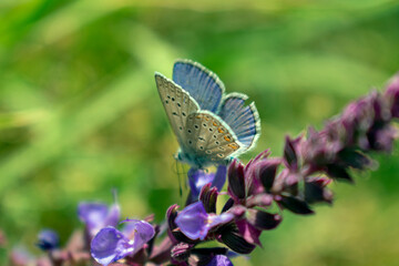 butterfly on a flower