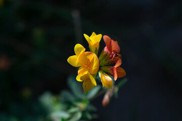 yellow and red flowers 