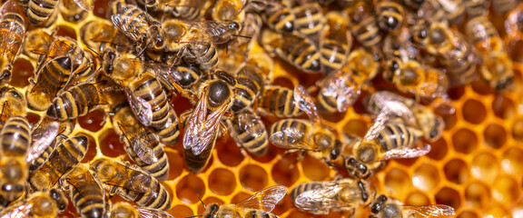 Queen bee in the hive. Beautiful honeycombs with bees close-up. A swarm of bees crawls through the honeycombs, collecting honey. Beekeeping, healthy food. - obrazy, fototapety, plakaty