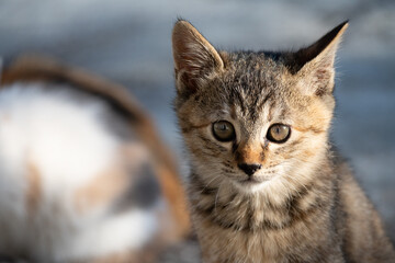 生後間もないcat