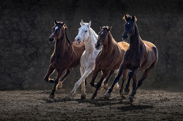 four horses galloping in the field