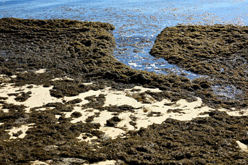 Meia Praia beach, Lagos, Algarve, Portugal, Europe -  since 2022 beaches of western Algarve have been invaded by brown seaweed from Asia - Rugulopterix okamurae, problem is also in Spain and Azores © Danuta Hyniewska