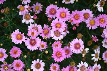 Closeup of cute flowers