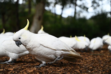 White birds looking for their food