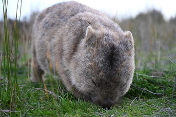 Came across a wild wombat