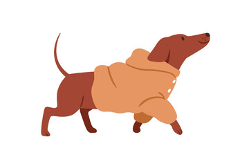 Cute happy dog in warm costume. Dachshund doggy going, wearing winter clothes. Funny puppy walking in canine apparel, hoody for cold weather. Flat vector illustration isolated on white background