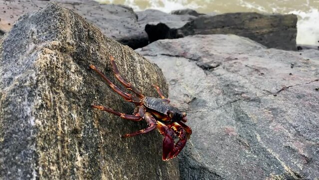 Large dark red crab is moving slowly on the rocks, sea water visible in background.