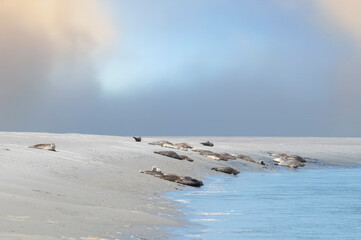 Phoques sur la plage du Hourdel à Cayeux sur mer © claudebencimon