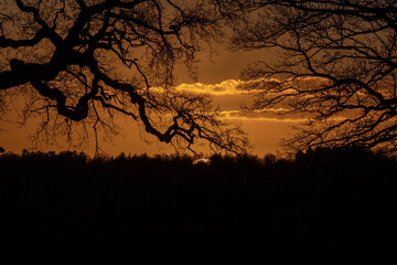 silhouette of a tree
