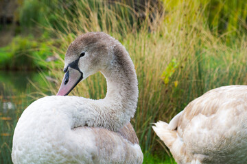 portrait of a young gray swan on the park background