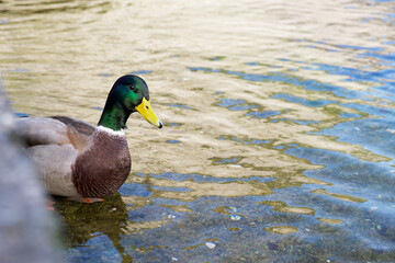 a curious duck mallard stands in the water