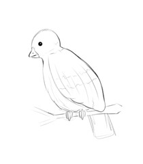 Bird on a twig sketch, black and white illustration