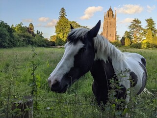 horse in the field