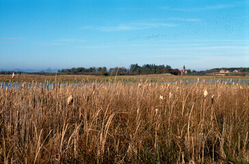 Massette Typha latifolia, Etang, Vanneau hupp&eacute;, Eglise, La Dombes, 01, Ain, France