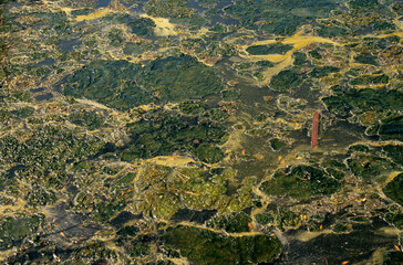 Marais salants, Limu Ruppie, ruppia maritima, Marais Salants de Guérande, région Pays de la Loire, Loire Atlantique, 44