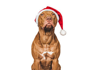 Lovable, pretty puppy and Santa Claus Hat. Close-up, indoors. Day light, studio shot. Isolated background. Congratulations to loved ones, family, relatives, friends and colleagues