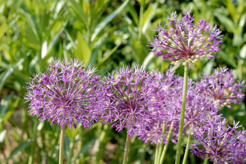 Ail, Allium jesdianum ' Akbupak'