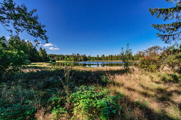 Kiefhölzer Teich im Harz