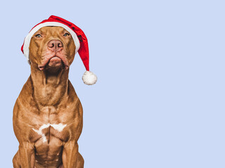 Lovable, pretty puppy and Santa Claus Hat. Close-up, indoors. Day light, studio shot. Isolated background. Congratulations to loved ones, family, relatives, friends and colleagues