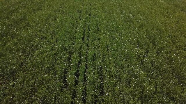 Aerial middle shot of flowering crop field with camera backward movement when summer. No horizon