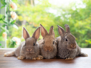 Group of brown and gray rabbit sitting on wooden floor with green nature background. Lovely three baby rabbit.