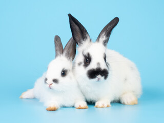 Two baby white and black dot rabbit sitting  on blue background. Lovely action of rabbit.