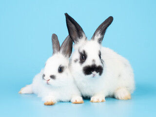 Fototapeta premium Two baby white and black dot rabbit sitting on blue background. Lovely action of rabbit.