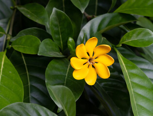 Bright yellow gardenia carinata flowers, fresh scent, 6-9 petals, shrub 1-2 m tall, is a tropical ornamental plant that needs full sun.