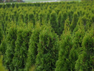 children's play maze of thuja trees