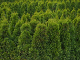 children's play maze of thuja trees