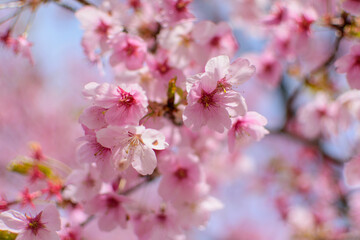Obraz premium 日本の風景、Beautiful cherry blossoms in the Japan Sakura in full bloom Spring season Natural scenery Background material Image