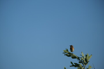 Whinchat bird singing in nature