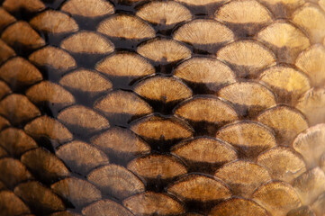 Fish scales close up. The skin of a fish as a background. © Vera