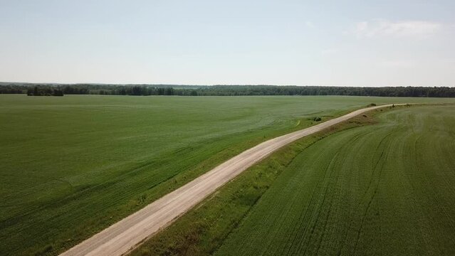 Take-off аerial shot of flowering crop field with camera forward movement over the countryside road when sunny summer and some light clouds. Forest in distance. Camera looking down in the end