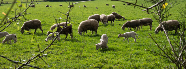 troupeau de brebis dans un pré © PL.TH