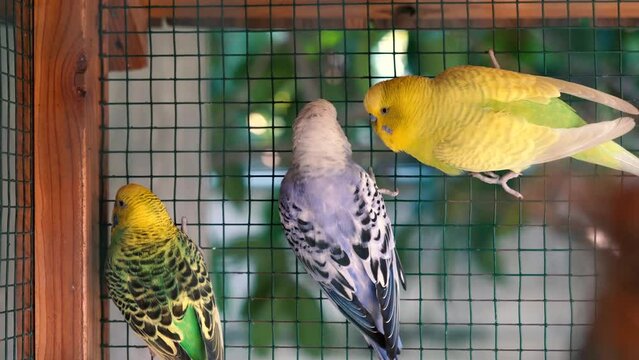 Cute blue and yellow parakeet in the huge cage