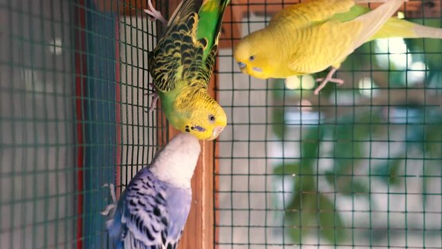 Cute blue and yellow parakeet in the huge cage