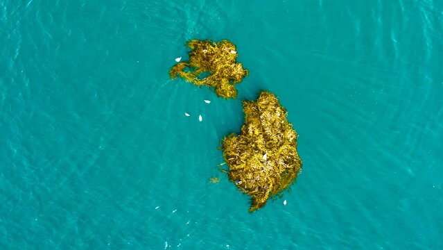 drone view of two kelp patties in blue water surrounded by birds