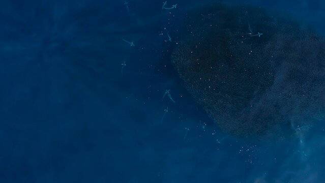 drone view of dorado and Mahi Mahi circling around a school of sardines