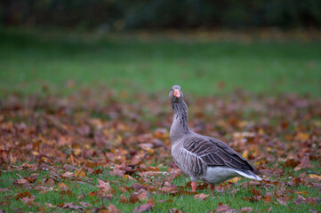 Nahaufnahme einer Kanadagans mit Laub auf einer Wiese im Stadtpark