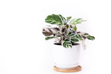  Calathea Ornata plant in white ceramic pot with isolated white background