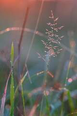 dew on a grass © Latvianphotographer