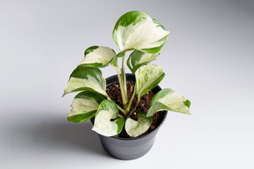 Pothos Manjula plant in white isolated background