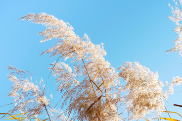 Pampas grass against the sky close-up, natural background.
