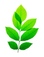 branch of green bush with green leaves isolate